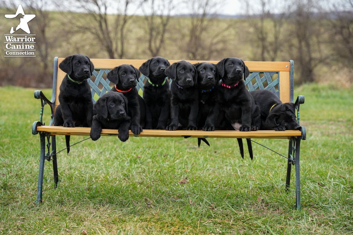 WarriorCanineCn's tweet photo. #BenchShot Alert: Check out the bench shot and outtakes for #WCCsJillaine x #WCCsJamesII's litter!
#FurTheLoveOfVeterans https://t.co/smlYwJisg2