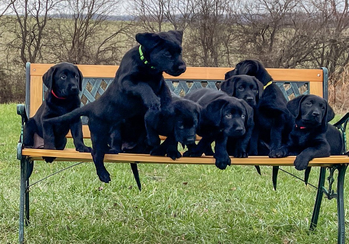 WarriorCanineCn's tweet photo. #BenchShot Alert: Check out the bench shot and outtakes for #WCCsJillaine x #WCCsJamesII's litter!
#FurTheLoveOfVeterans https://t.co/smlYwJisg2