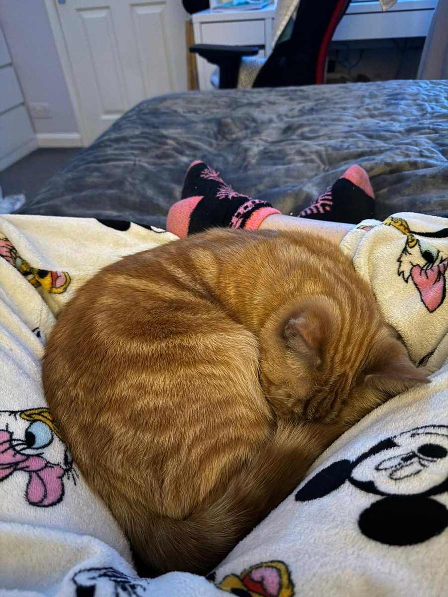 Zeke came into us because his owner could not afford to keep him, he stayed with us in one of our pens at our <a href="/BathCollege/">Bath College</a> cattery, A member of staff fell in love with him and she adopted him. We received these lovely photos of him looking happy and settled in his new home. 💙💙