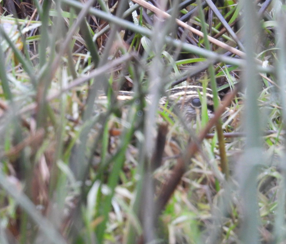 Kenmat48's tweet photo. Photos of some of 6 jack snipe from a good morning at a local spot. All were well hidden in thick vegetation and some like the first photo very difficult to see even though found with thermal camera. All photos taken at a respectful distance. @ColinEvans1012 @marklee43565926 https://t.co/479fbPjBIr