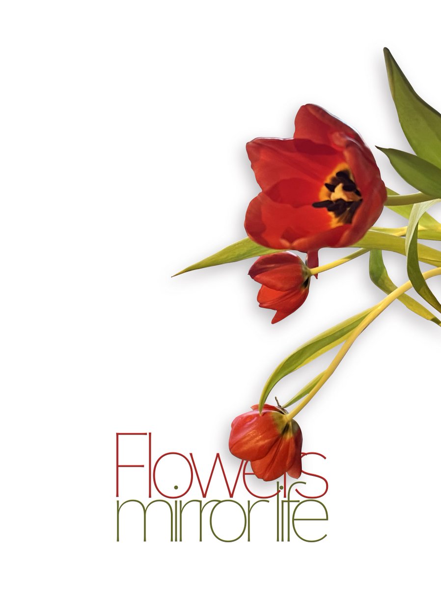 Beautiful, colorful flowers remind us of life’s beauty and its joys.