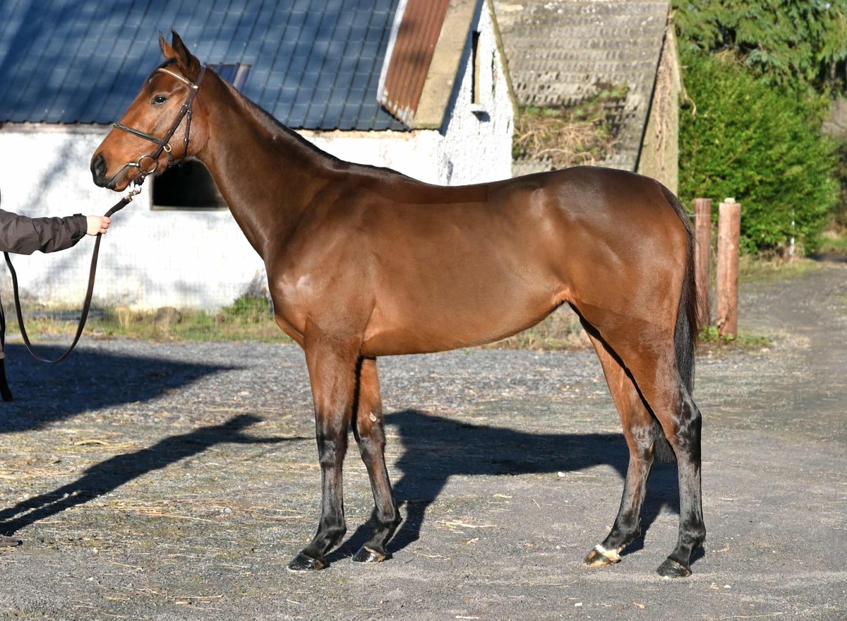 Lot 21 in the Winter Flat and National Hunt Sale is Breath Of You. 

By Hello Youmzain, this 3yo filly is out of a Group 3 winner and a half-sister to a couple of listed winners.

She is qualified for French 🇫🇷 Owners' Premiums.

🔗 View Page | shorturl.at/bizNx