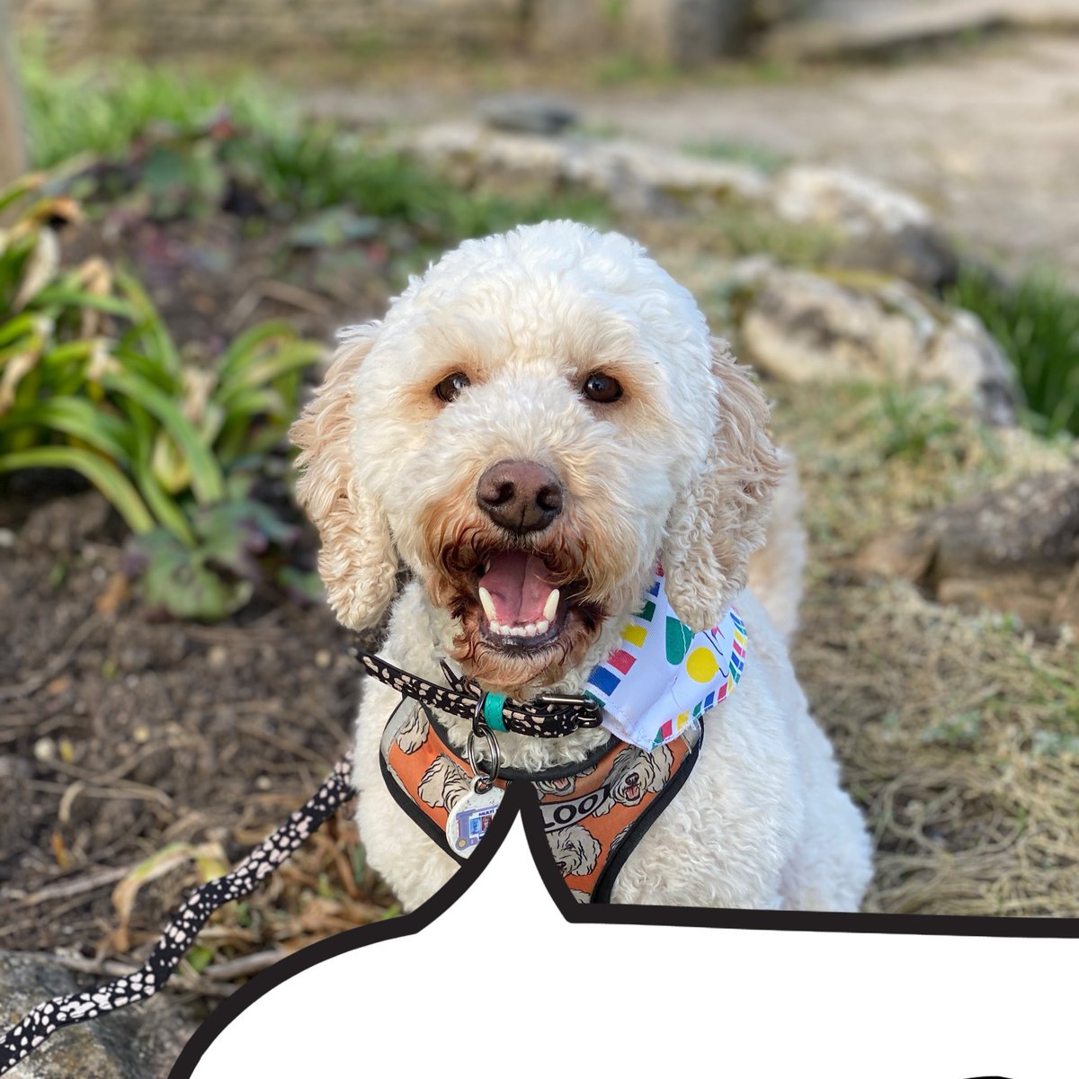 LeelooCockapoo's tweet photo. https://t.co/rdhifcimX8