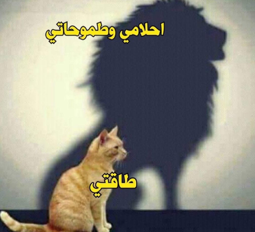 كل يوم صورة معبرة (@memesoficiial) on Twitter photo 