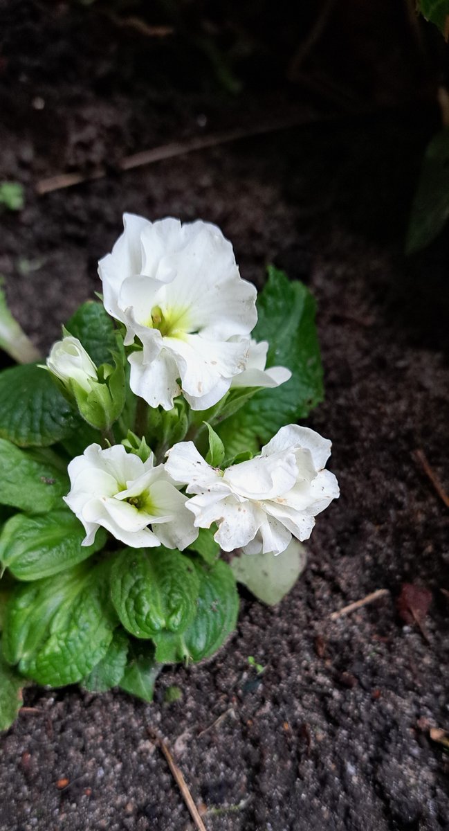 JiscaDijk's tweet photo. #Vandaaggeenmist #RundumHausen #buiten #beek #kleineTuin #Primula #bloei
Primula = eerste, vanuit de winkel > huis > na de bloei in de tuin en dat doet ie het weer
Dus niet weggooien 💚 https://t.co/2NJzOxPO5X