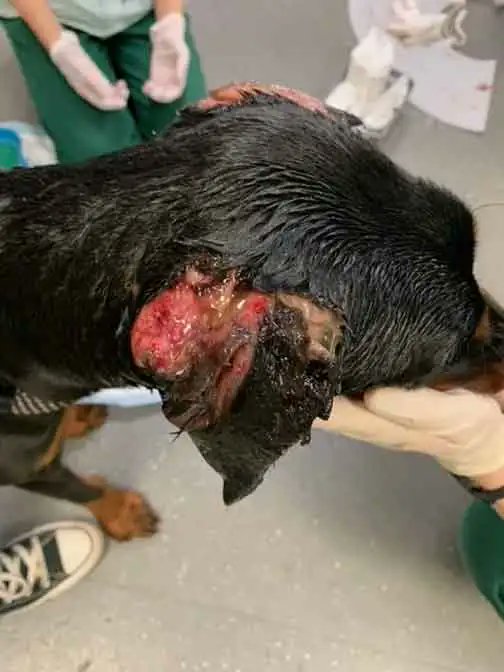 AdoptionsUk's tweet photo. Please retweet Ali Raza Nazam of #SALTLEY #BIRMINGHAM #UK FOUND GUILTY OF ANIMAL CRUELTY Sept 2023. A terrified Doberman puppy named Georgia was found with her ears hanging off, a docked tail and claws removed, just 5 weeks after she had been imported from Hungary. Both ears had to be removed by the vet as they were so infected. He received a 12 week suspended sentence, had to pay £3000 in costs, 200 hours of unpaid work, 20 rehabilitation activity days and a ban for life.
The RSPCA have re homed Georgia.
DETAILS 👇 https://t.co/C03qAK1afA……
#dogs #Doberman #puppies #earcropping #Wolverhampton #Coventry #AliRazaNazam
Reposting to remind people not to sell Ali Raza Nazam a dog now or in the future!