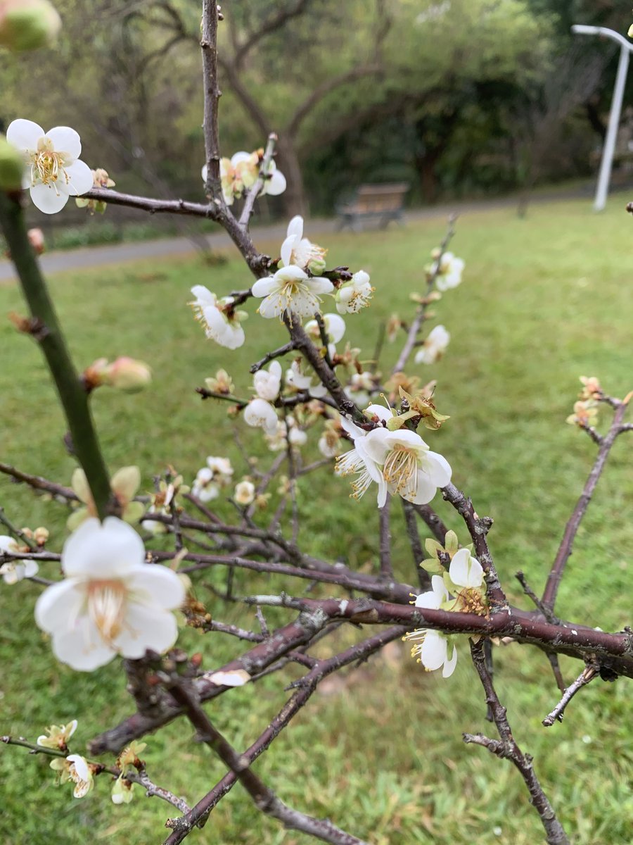 Modesty_Yis's tweet image. 台北の万華青年公園で梅の花を鑑賞！🌸🌳✨