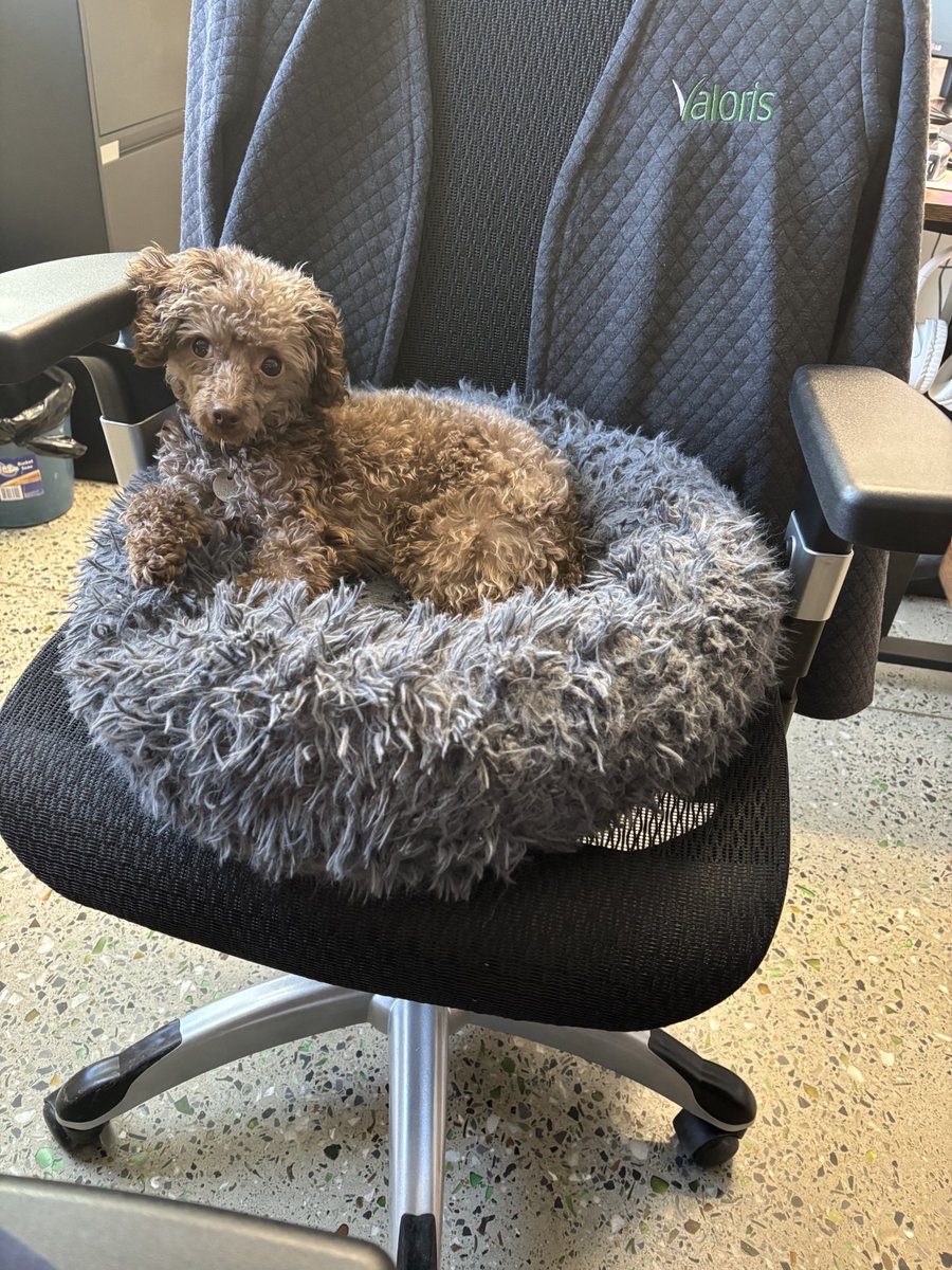 EstrieValoris's tweet photo. Une collègue en télétravail? Pas de problème! #Boulette arrive à la rescousse!
"Mais avant de recevoir ma liste de tâches, je peux faire une petite sieste?" 🧐😆🙈 #LesMeilleursCollègues #JeCroisEnValoris https://t.co/863uKMOlwn