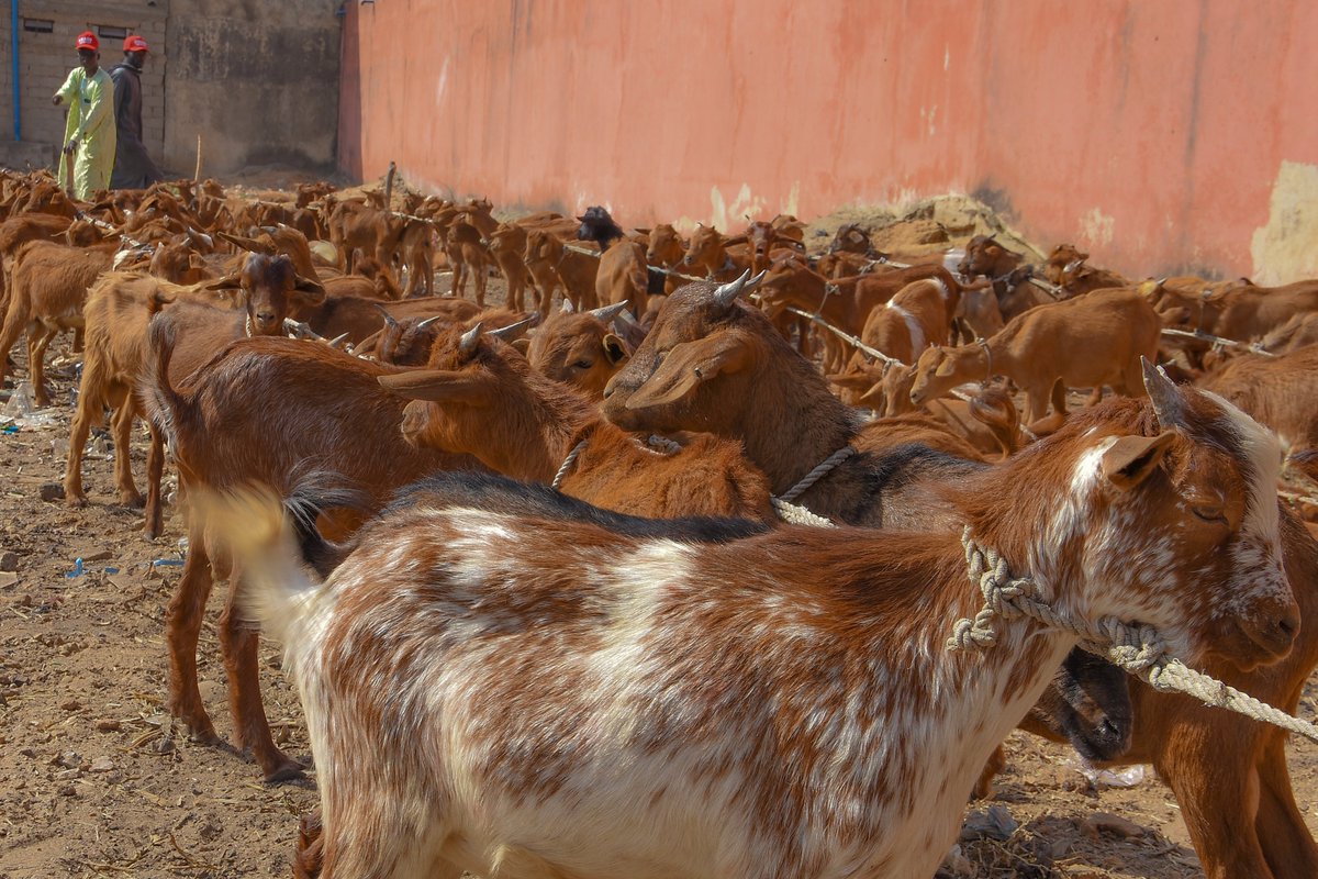 KanoPastoral's tweet image. Kano state governor, Abba Kabir Yusuf flagged-off the state government’s 2nd phase Bull/ram fattening & Goat reproduction empowerment schemes, thru KSADP, funded by #IsDB & #LLF, targeting 5,500 beneficiaries, to reduce poverty & improve nutrition.