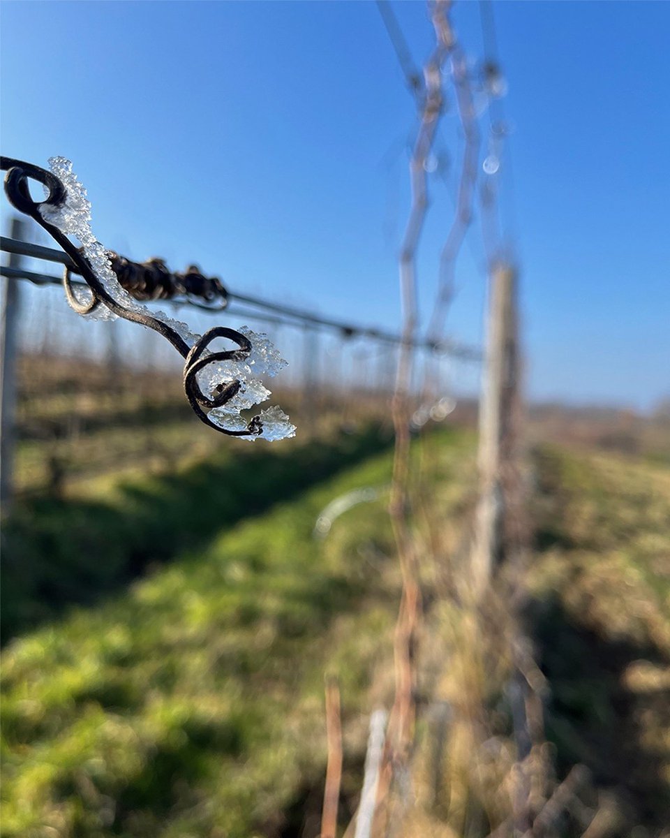 Maison M. CHAPOUTIER tweet media