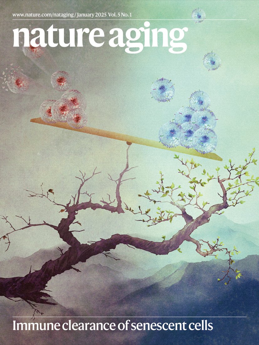 🗞️Our January issue is out!🎉 To start off 2025, we have pieces on immune surveillance in senescent cells, geriatric care, brain aging biomarkers, societal aging and intrinsic capacity, geroprotective or senolytic agents, and much more. Read it all here 👇nature.com/nataging/volum…
