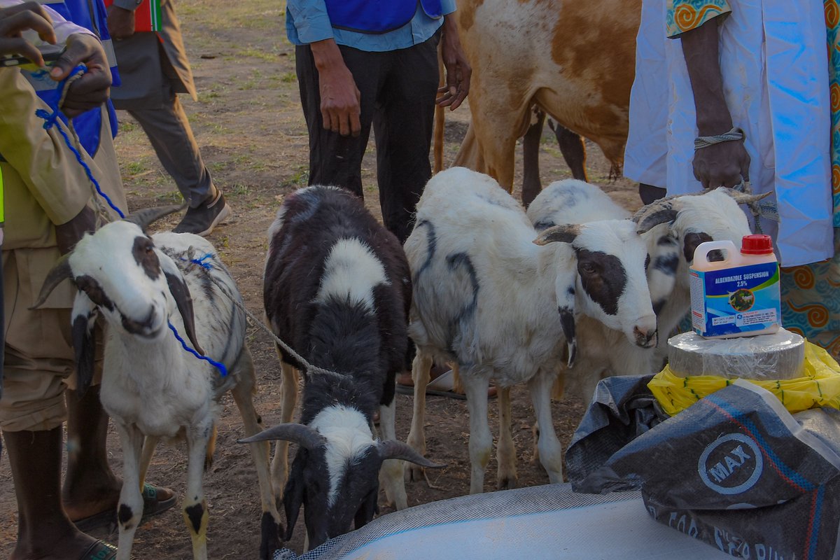 KanoPastoral's tweet image. Kano state governor, Abba Kabir Yusuf flagged-off the state government’s 2nd phase Bull/ram fattening & Goat reproduction empowerment schemes, thru KSADP, funded by #IsDB & #LLF, targeting 5,500 beneficiaries, to reduce poverty & improve nutrition.