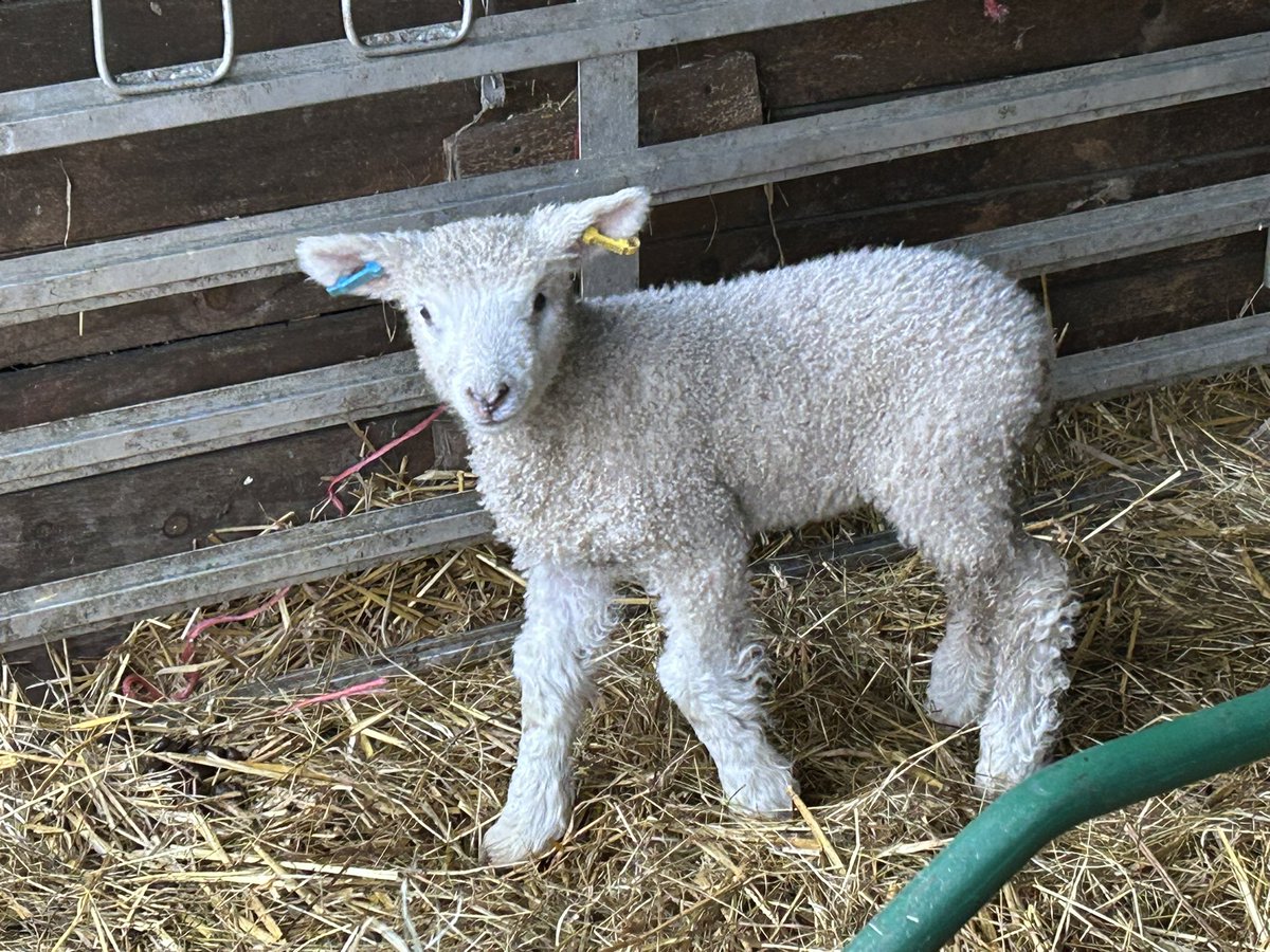 Sybil Ruscoe tweet media