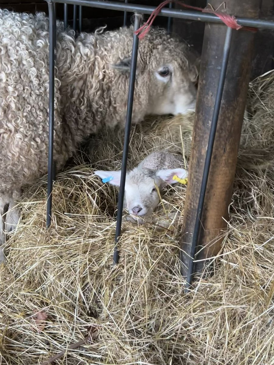 Sybil Ruscoe tweet media