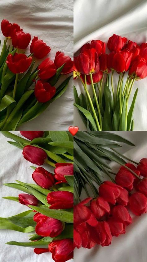 tulipslibrary's tweet photo. Red tulips https://t.co/c5ySMO2hUv