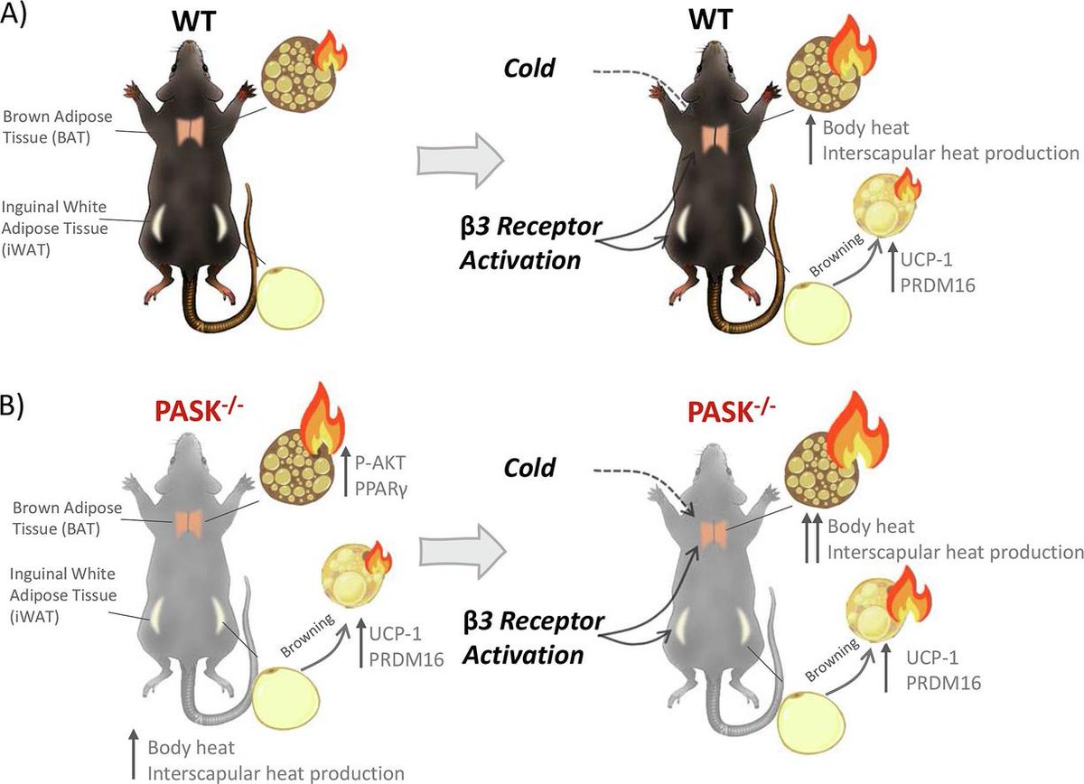Could inhibiting PASK function help combat obesity and associated metabolic diseases? We have already provided evidence in previous studies, but now we introduce the additional factor of 'thermogenesis.' PASK-/- mice exhibit enhanced thermogenic capacity sciencedirect.com/science/articl…
