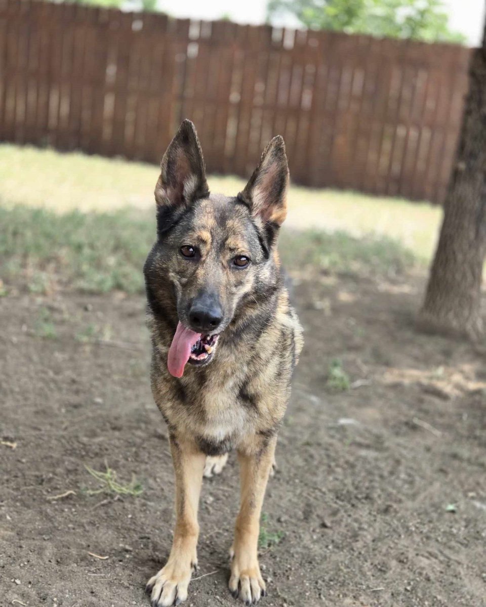 FremontHumane tweet media