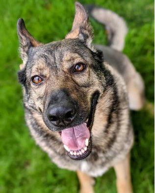 FremontHumane tweet media