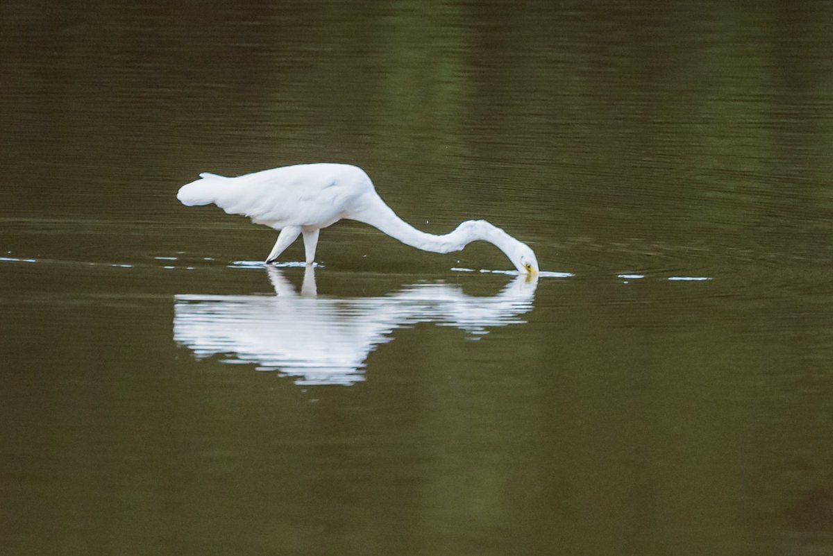 SamuelSoundara2's tweet photo. @admired_art Reflection of egrets on a lake . 

#reflection #photooftheday https://t.co/VOG8DFaUcF