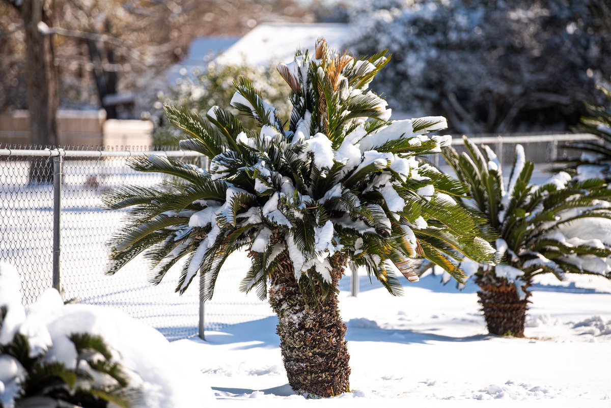 DWPhotographed's tweet image. There is currently snow on my florida palm tree.
Unreal.