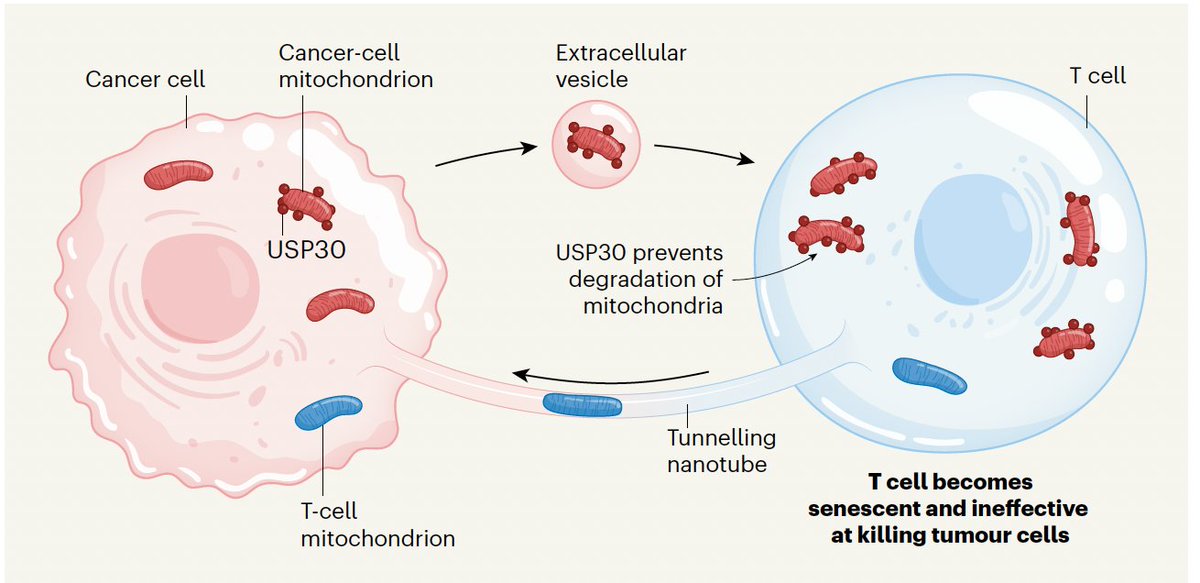 A new mechanism for cancer-induced immune evasion. We knew about cancer cells hijacking mitochondria. Now we learn about how their mitochondrial transfer to T cells impairs the tumor immune response. 
nature.com/articles/s4158… <a href="/Nature/">nature</a>
nature.com/articles/d4158… <a href="/NatureNV/">Nature News & Views</a>