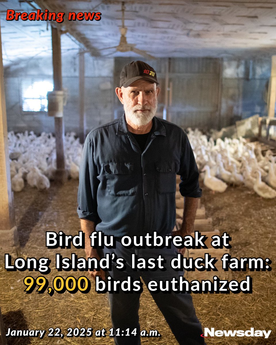 Long Island’s oldest and last large commercial duck farm is facing the fight of its life after its owner confirmed a case of bird flu at the Jamesport facility.

The president of a family-owned duck farm said teams of state and federal agricultural workers have been on site to