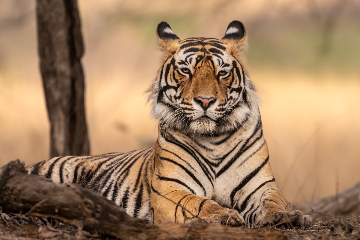 SamuelSoundara2's tweet photo. T-120 in Ranthambore . Shot in all his glory . 

A majestic male tiger now dominating parts of Ranthambore, Rajasthan .

#wildlife #tiger #beautiful #TwitterNatureCommunity #nature https://t.co/yBjgHIjwTe