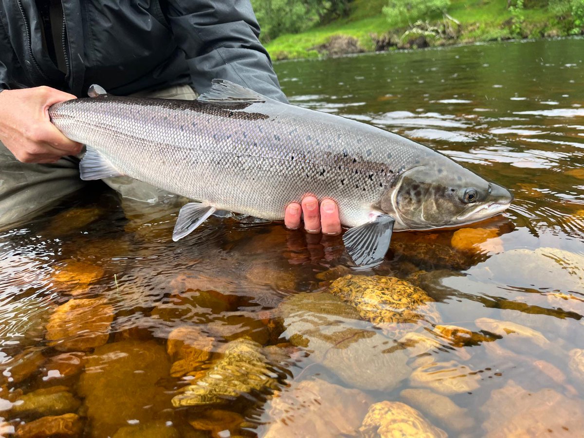 Have you booked your fishing with us on the River Findhorn for 2025?  Make sure you don't miss out on the dates you are looking for by getting in touch now, contact us on bookings@cawdor.com or 01667 402402.

#FishingSeason2025 #SalmonFishing #riverfindhorn