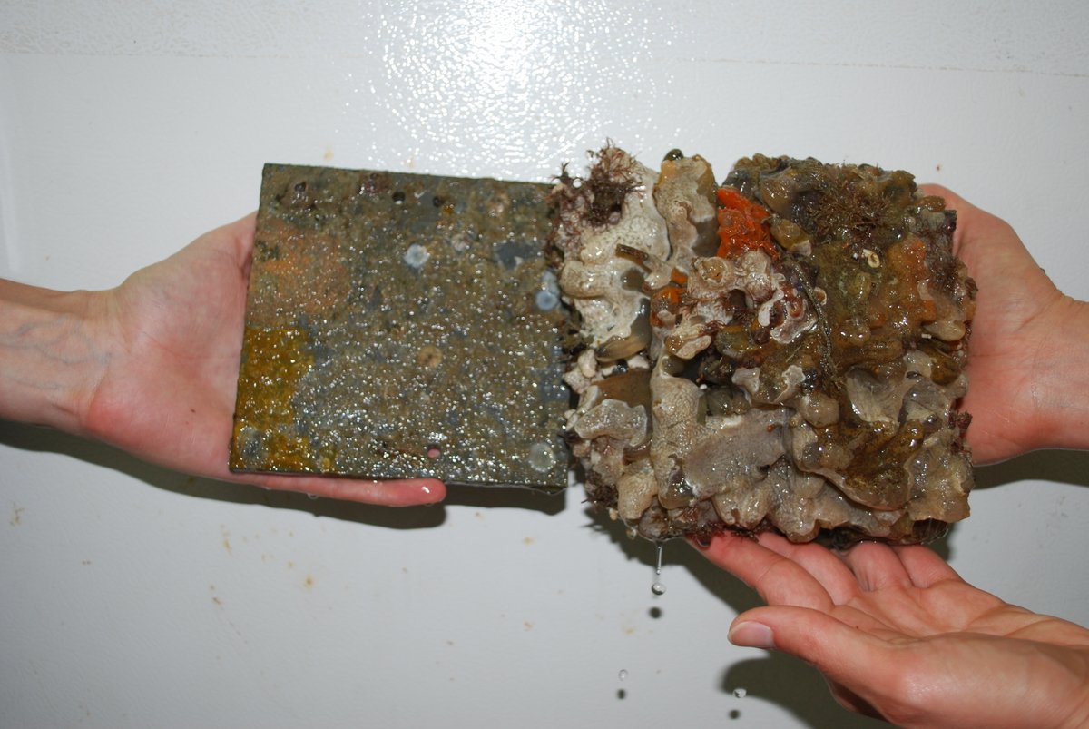 SERC Marine Invasions Research Lab tweet media