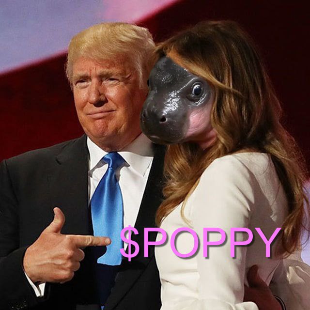 dsbcrypto's tweet image. i full ported my jup into $poppy to get that sweet nft airdrop theyre doing 

ps. poppy is $moodengs cousin