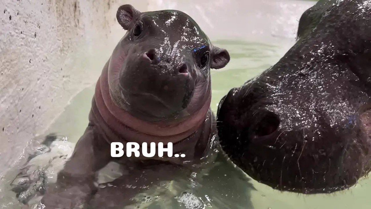 dsbcrypto's tweet image. i full ported my jup into $poppy to get that sweet nft airdrop theyre doing 

ps. poppy is $moodengs cousin