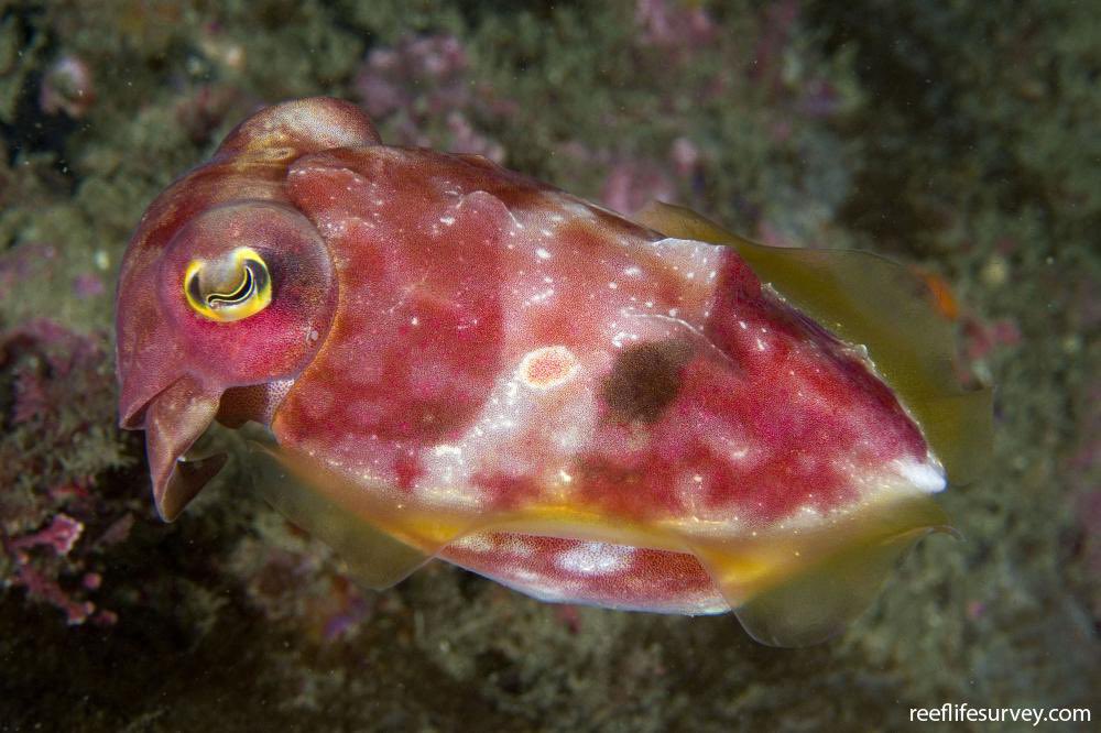 ꒰ reaper cuttlefish (Sepia mestus) 🍓.˳⁺⁎˚ ⋆