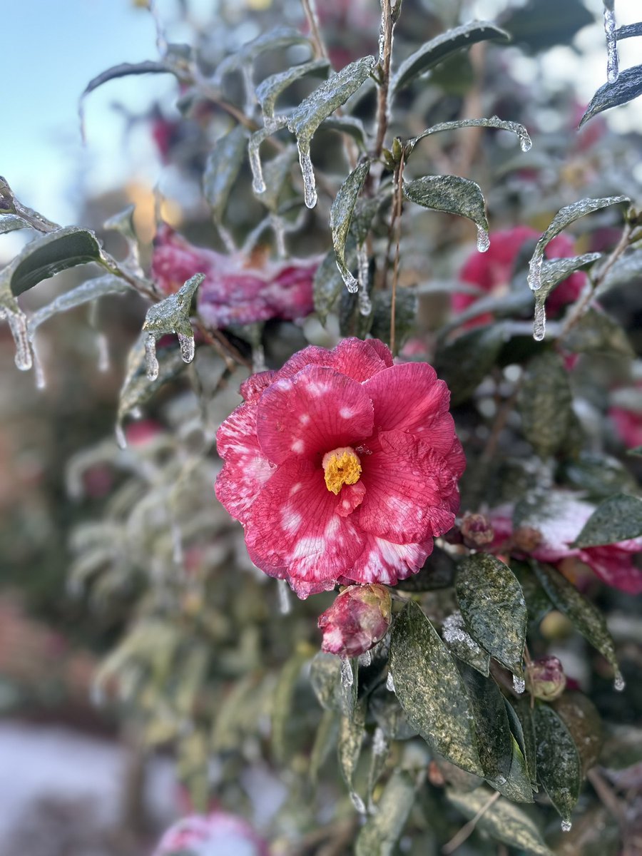 Kat_Whit's tweet photo. Still pretty #Tallahassee #snowday2025 https://t.co/Am3YDachSE
