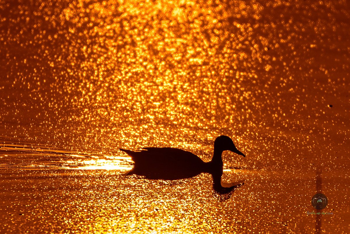 SamuelSoundara2's tweet photo. @RCederfjard Spot bellied duck at dawn . 

#birds #BirdsOfTwitter #photography #dawn https://t.co/qLtqWLKcjm