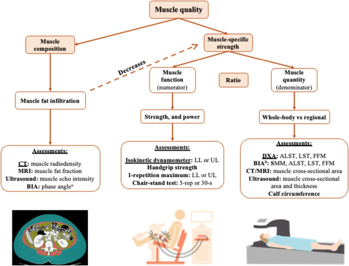 📚Poor muscle quality: A hidden and detrimental health condition in obesity

🔗 link.springer.com/article/10.100…