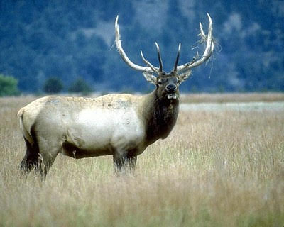CIDRAP's tweet photo. #CWD prions confirmed in raw, cooked elk meat, water used for boiling, but risk to people unclear

Grilling boosted detection of prions, which the authors say may be because heat helps release prions trapped in tissue.

https://t.co/QYfMBryG9B

Photo: Oregon DOA / Flickr cc https://t.co/6yl5Fh5zkx