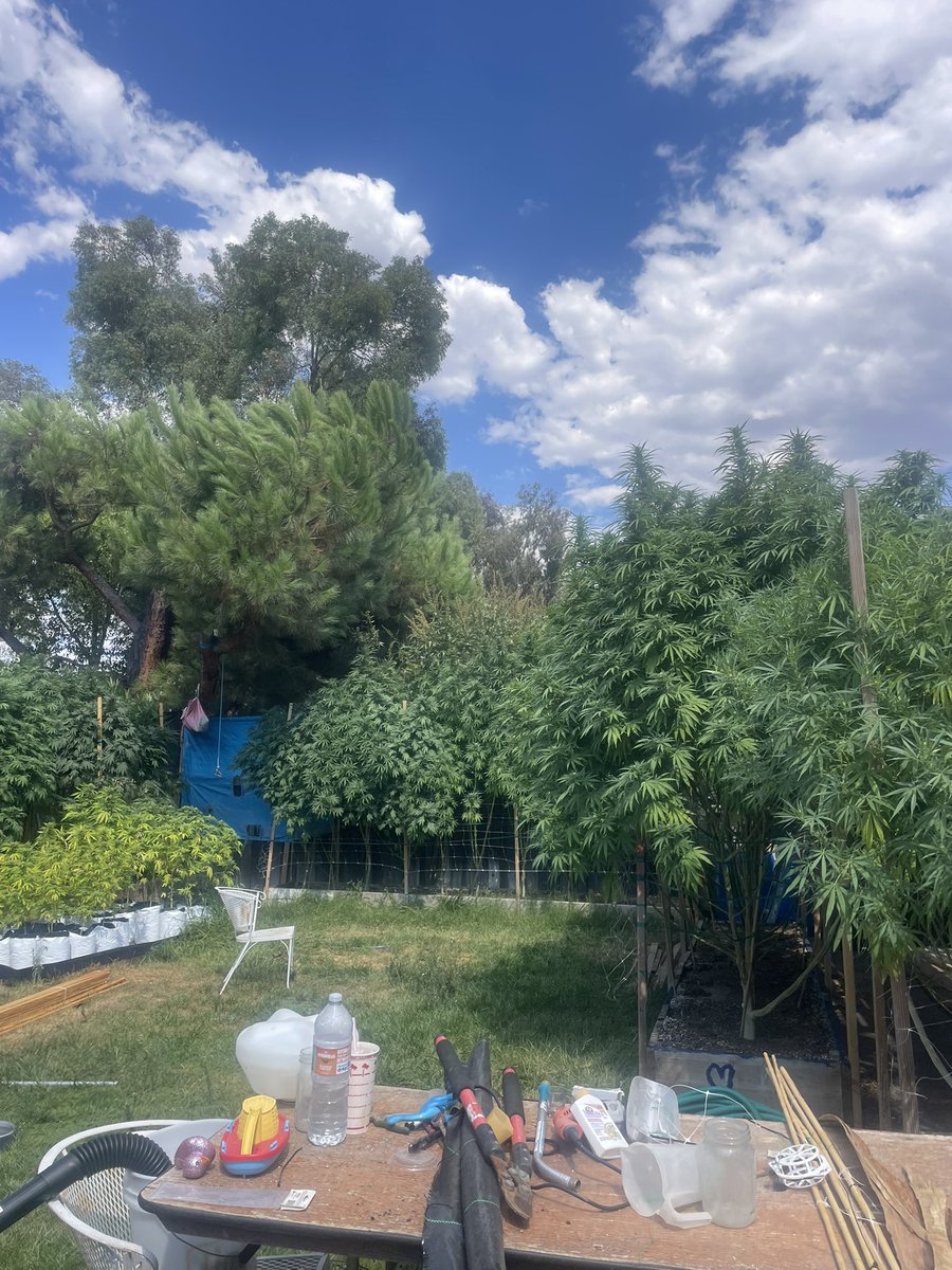 Only_Glands's tweet photo. Backyard boogie. https://t.co/k9BHZa8Zy2