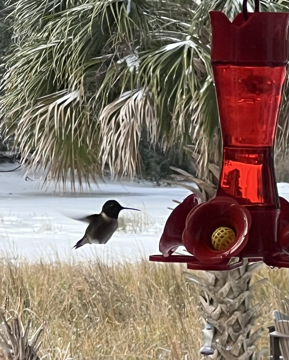 Snow Day in Charleston!