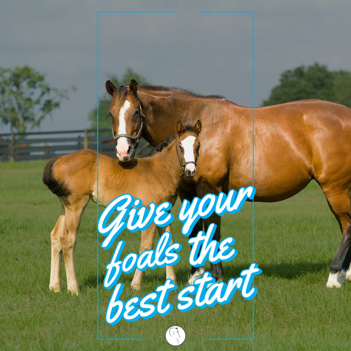 Give your foals the best start with Equilume! 🌟🐴
Maximize fertility, optimize gestation, &amp; boost foal development with our Light Masks &amp; Stable Lights. Strong, healthy foals start here! 🌱

Order today at equilume.com!

#BetterWithBlue #BreedingSuccess #MareCare