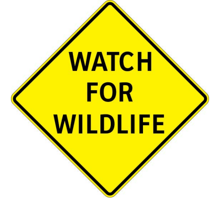 DriveBC's tweet photo. ⚠️#BCHwy97 - a wildlife advisory is in effect between Old Kaleden Rd and Lakehill Rd.
Keep your eyes open for sheep!
#Kaleden #OkanaganFalls #BCHwy3A 
ℹ️https://t.co/y62p7f3NQw https://t.co/iZmvyqd5TL