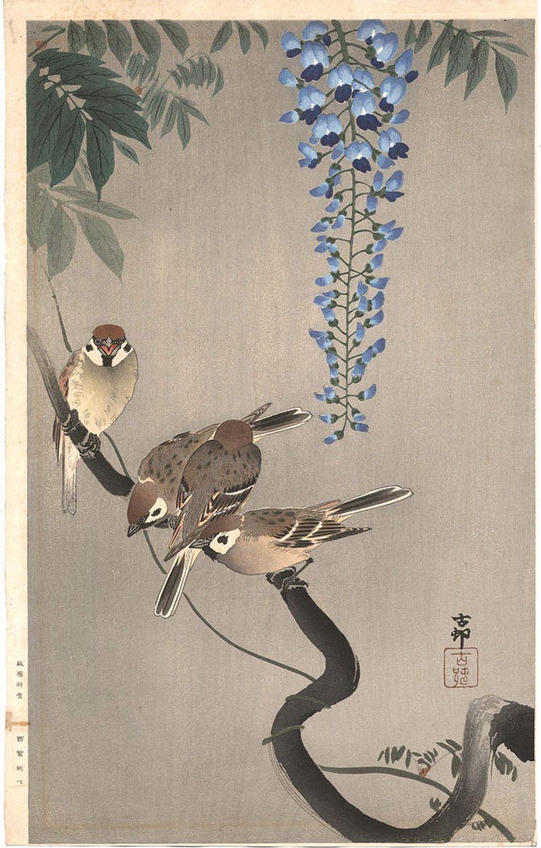 JapanTraCul's tweet photo. Sparrows on wisteria, by Ohara Koson, 1910 https://t.co/nLN2pb0W7a