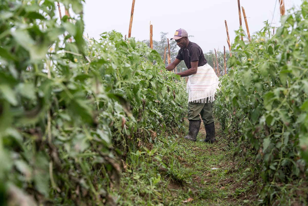 Caribank's tweet photo. Through this USD 7M grant, we aim to transform #agriculture, improve #foodsecurity, & build #climateresilience in #Haiti 🇭🇹.
🔗 Read more: https://t.co/M2bjIbusee
#SustainableDevelopment #Caribdev https://t.co/LjINDyPpQ8