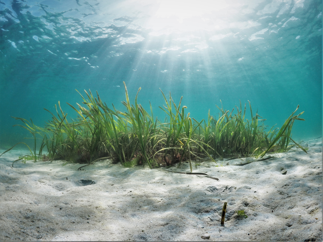 Yesterday, Westminster reviewed a motion to ban #bottomtrawling in Marine Protected Areas. This fishing practice drags weighted nets, sometimes as large as football fields, on the ocean floor. It damages it and is incompatible with any form of protection. (1/4)
