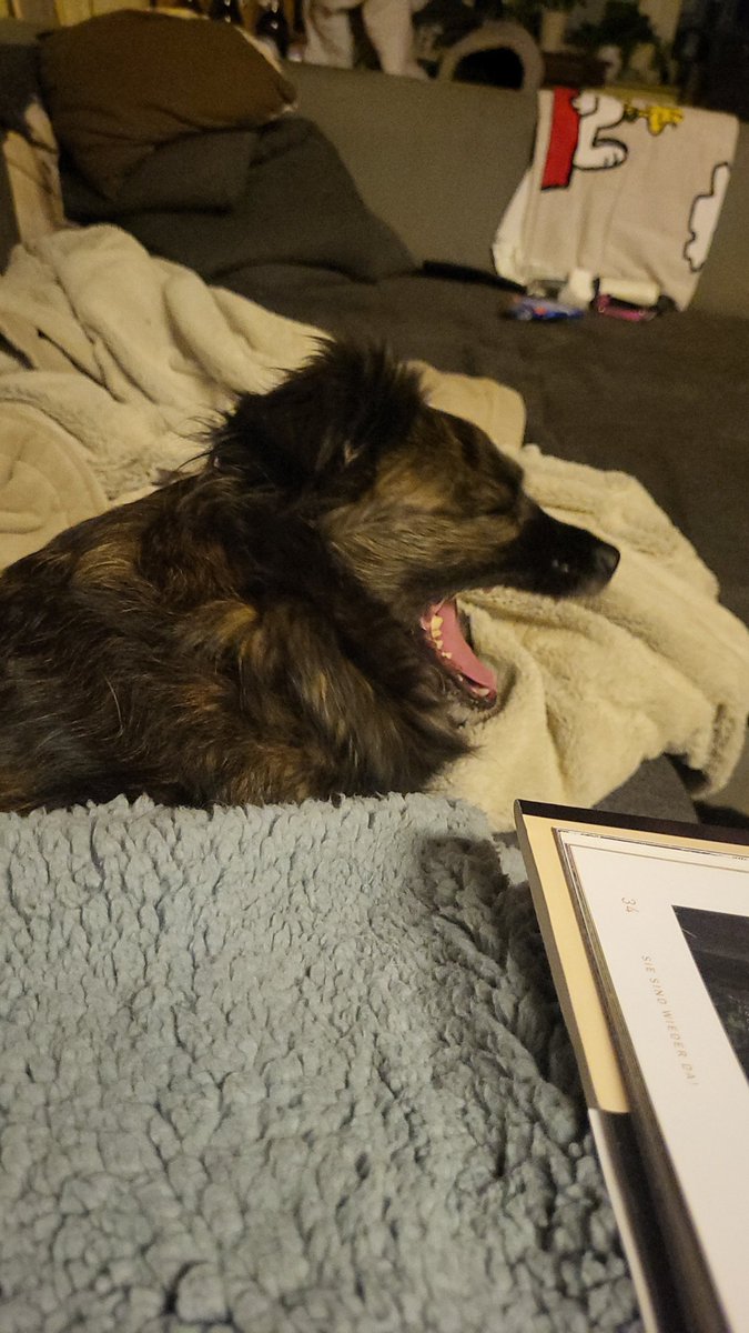 Katja's kleine Farm tweet media