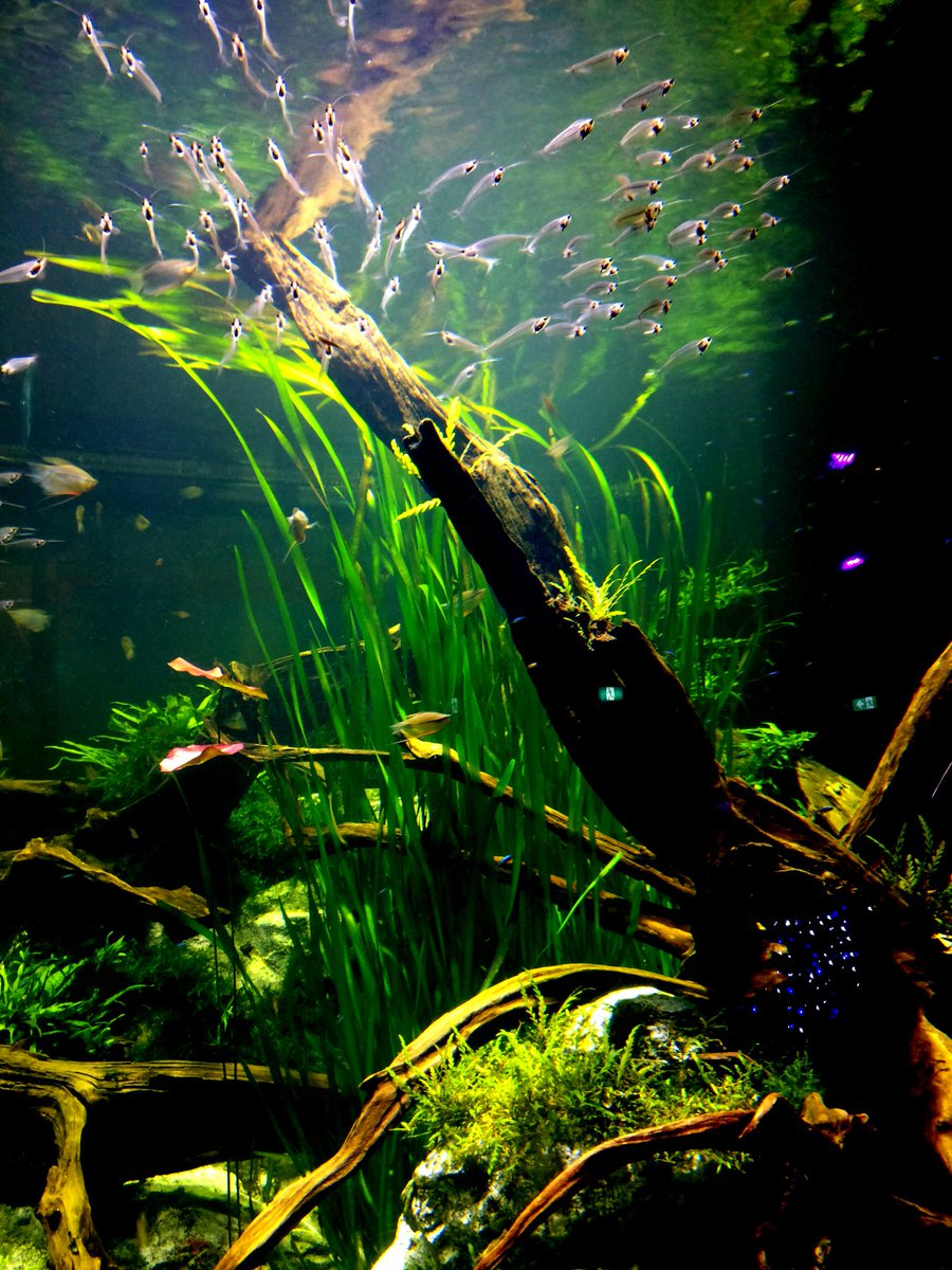 shutter_aivory's tweet photo. Just a little slice of underwater paradise 🌿🐟✨

#Aquascape #UnderwaterVibes #photography https://t.co/mMVNfVN8WP