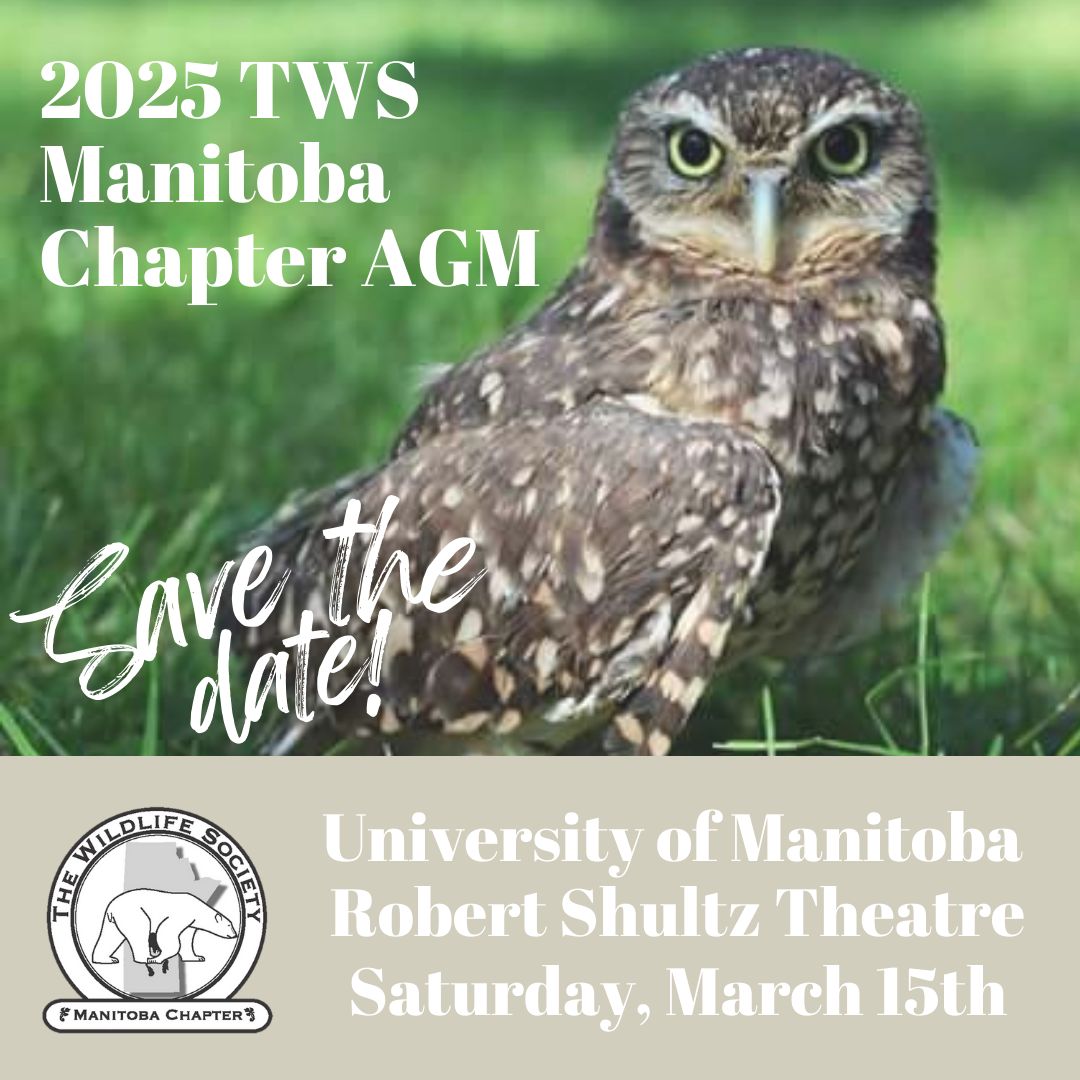 TWS_MB's tweet photo. Save the date!

The Wildlife Society - Manitoba Chapter will be hosting its annual AGM on Saturday, March 15th at the Robert Schultz Lecture Theatre on the University of Manitoba campus. 
Stay tuned for more info! #tws #twsmb #mbwildlife #manitoba #wildlife https://t.co/5yRiDe9z7n
