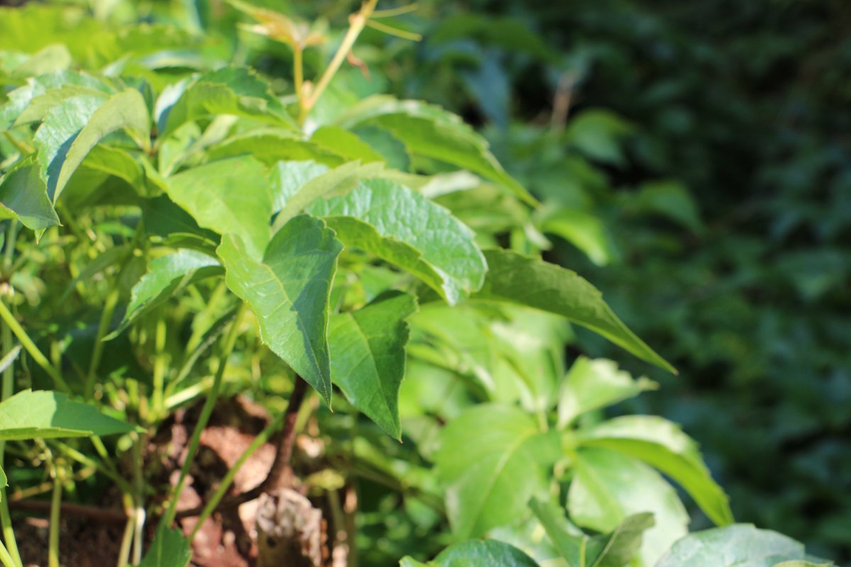 „Only he is wise who knows that he is not.” (Seneca) #NatureTherapy #NaturePhotography #Mindfulness #happyness #stoic #Seneca #bewusstleben #Philosophy #naturelovers (tastymindset.blogspot.com)