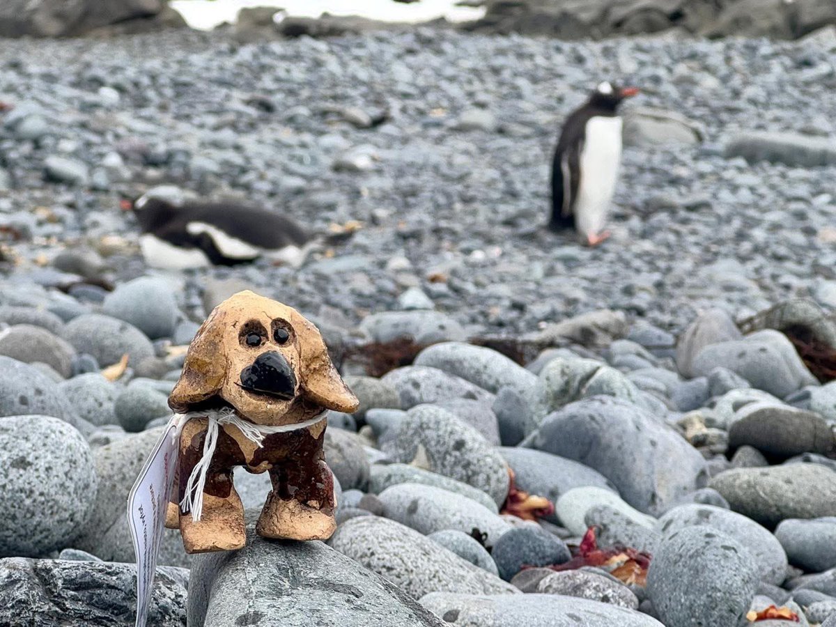 CSS_Tloskov's tweet photo. Náš #worldpeacedog dorazil na Antarktidu (krásná náhoda) ❄️🍀

Díky moc Pavel Kapler, že se nemožné stalo skutečností a 🐶 se setkal s 🐧. Naši klienti z Centrum sociálních služeb Tloskov budou mít radost, že se povedlo “dobýt” další kontinent. Neskutečné  🥳 https://t.co/D1bJtIopCD