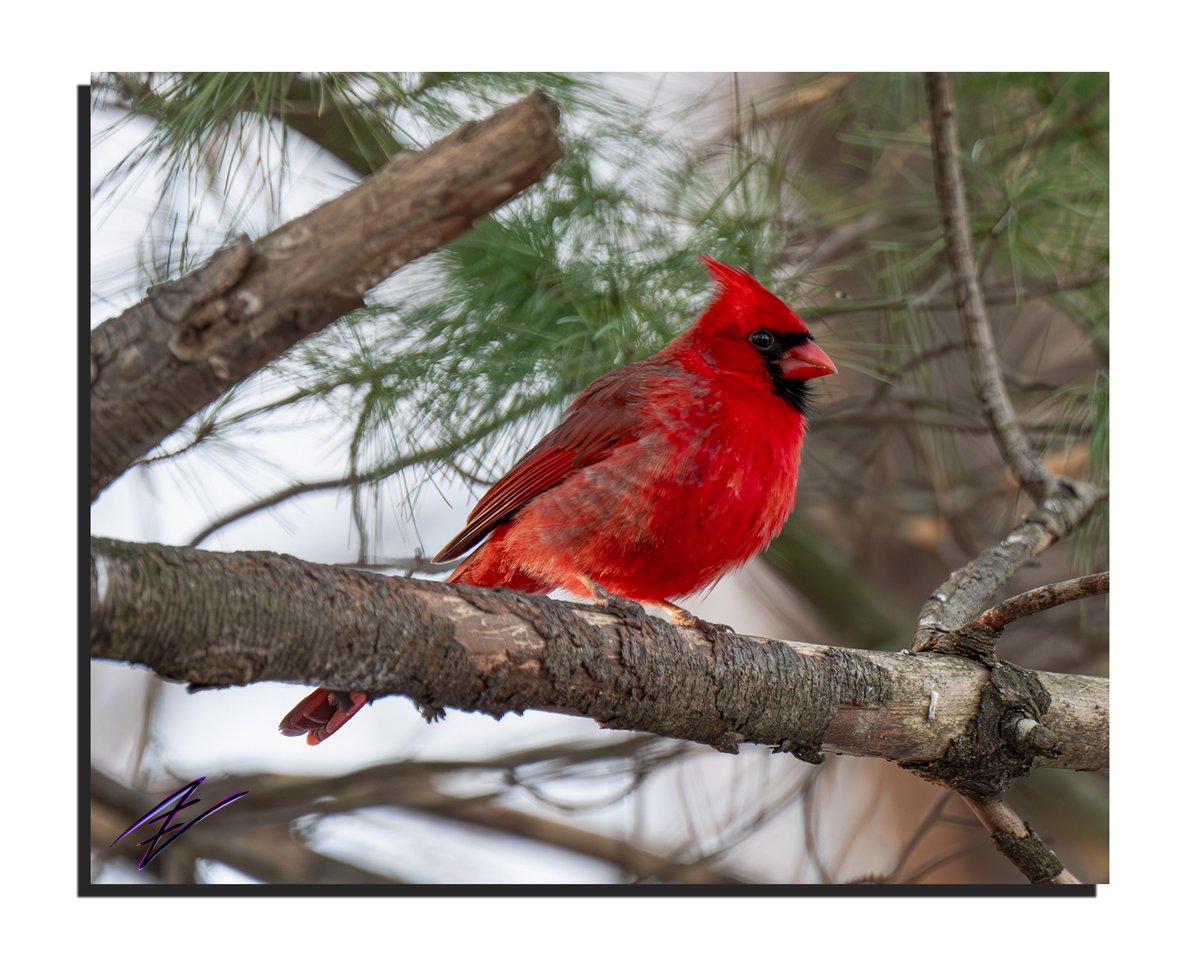IntellectNebula's tweet photo. Another winter cardinal for your timeline.
Shot w/ @NikonUSA #ℤ9 | #NIKKOR S LENS 70mm-200mm 2.8-S | f/2.8 | 1/640s | ISO 1000 | 200mm
#ℤen #nikonnofilter #YourShotPhotographer #Nikon #Photography #outdoors #outdoorphotography #smallbusiness #CreatorsHour https://t.co/9bLXWNXVUq