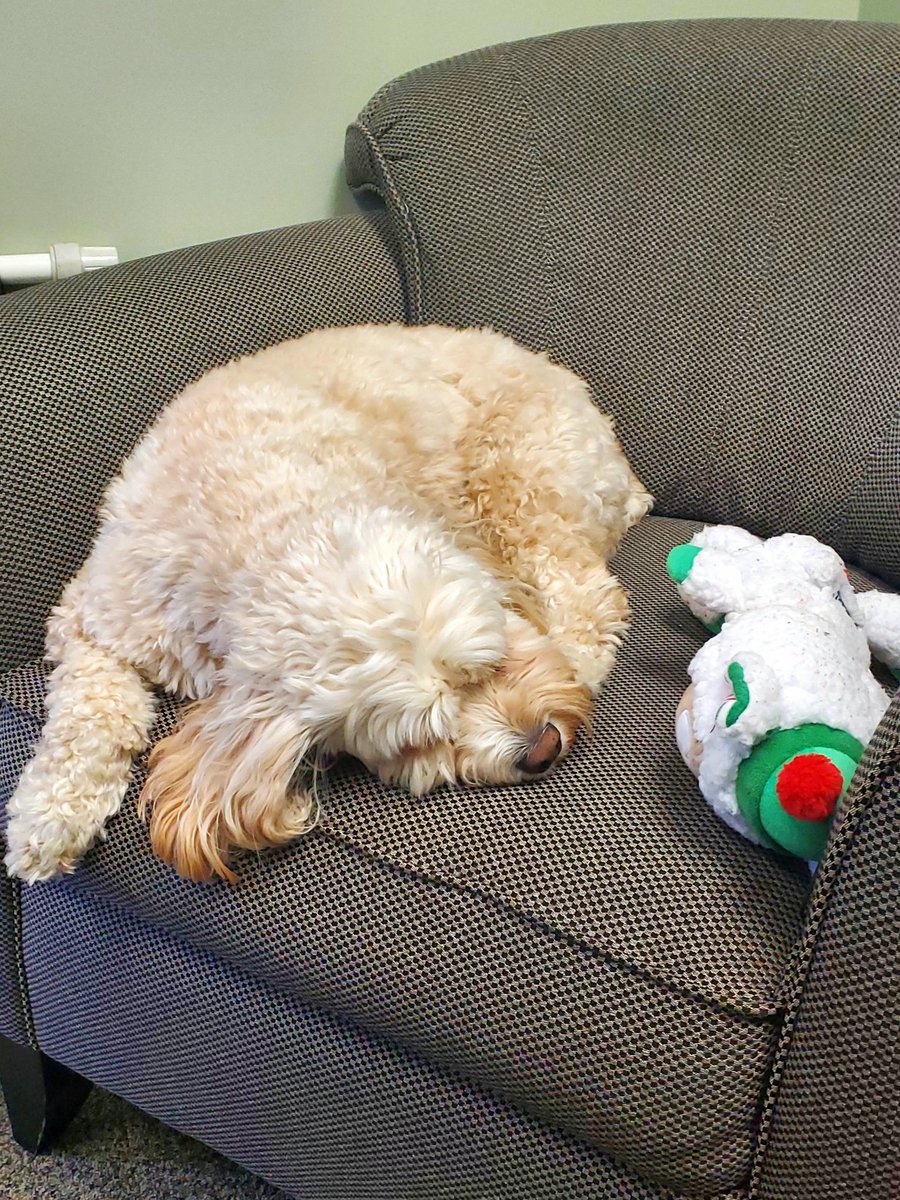 Veaner85's tweet image. ๐ฃ๐ Tilly has been coming to work with me for a week so far. This is her hard at work today. ๐ถ๐
#DailyTiilyPhoto #WorkingDog
